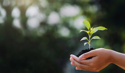 hand holding young plant with sunlight on green nature background. concept eco earth day