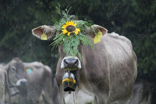 Traditioneller Alpabzug in der Schweiz