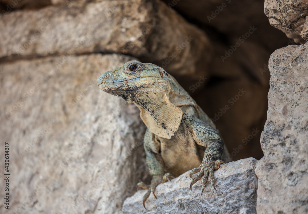 A large wild iguana rests on stones in the shade on a sunny day in the ruins of the ancient Mayan city Tulum. Mexico A large wild iguana rests on stones in the shade on a sunny day in the ruins of the ancient Mayan city Tulum. Mexico