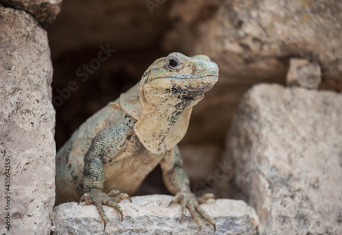 A large wild iguana rests on stones in the shade on a sunny day in the ruins of the ancient Mayan city Tulum. Mexico © Natalia