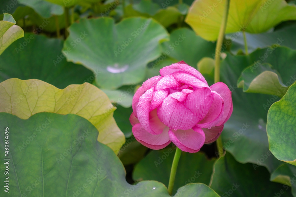 beautiful blooming pink lotus flower over green leaves nature background beautiful blooming pink lotus flower over green leaves nature background