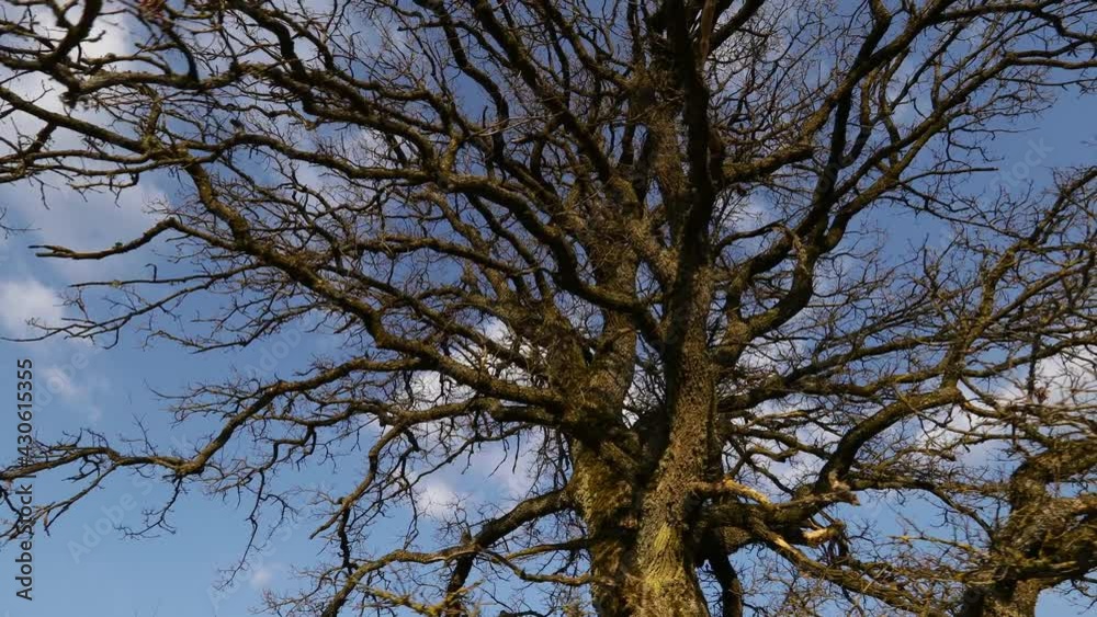Bottom view of oak tree branches. Camera slowly moving from left to rigth making parallax efect. Bottom view of oak tree branches. Camera slowly moving from left to rigth making parallax efect.