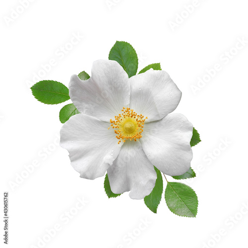 White wild rose flower with raindrops on petals with leaves isolated on white background. Floral design element. 