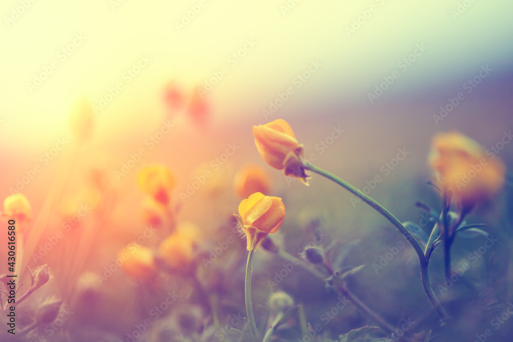 Obraz premium Beautiful vintage summer field, green grass and small yellow wild flowers, sunny morning vintage background