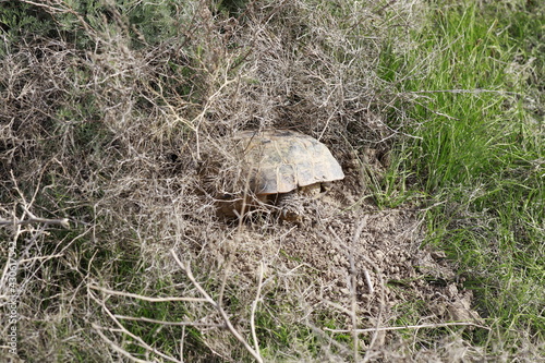 the turtle dug a hole and climbed there