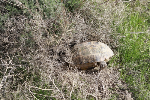 the turtle dug a hole and climbed there