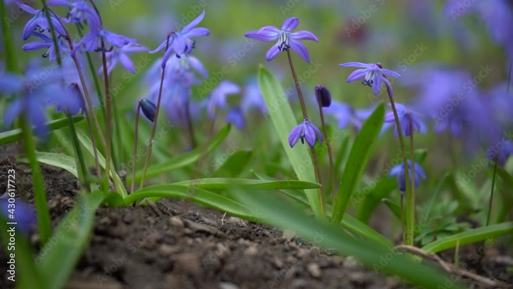 Wood squill Scilla siberica flowers. Blue spring flowers on a field. Slow motion shot