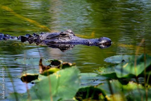 florida alligator