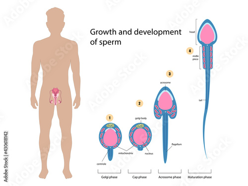 Human Growth and development of sperm, Flat vector cartoon style illustration isolated on white background photo