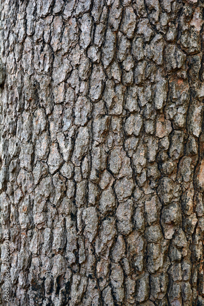 the rought grey skin of old big tree the rought grey skin of old big tree