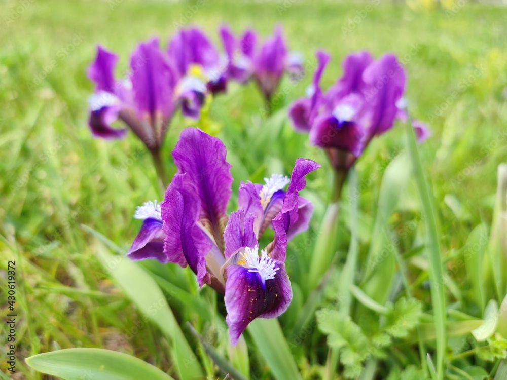 purple crocus flowers