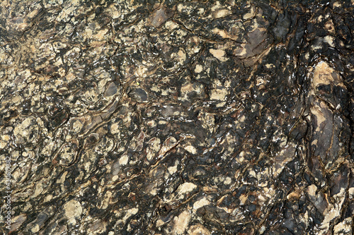 the rought black and grey skin of old big tree