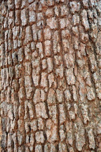 the rought grey skin of old big tree looks like crocodile skin