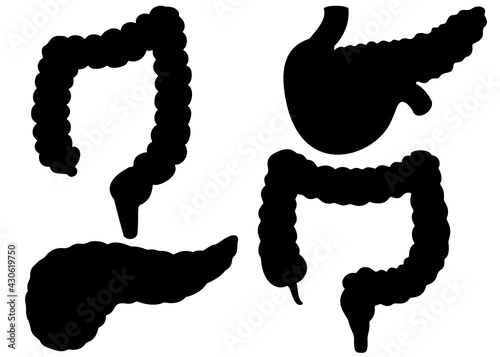 Human pancreas and intestines in a set. Human organs. Vector image.