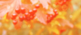 Autumn abstract nature background. Blurred landscape with defocused colorful berries and leaves. 