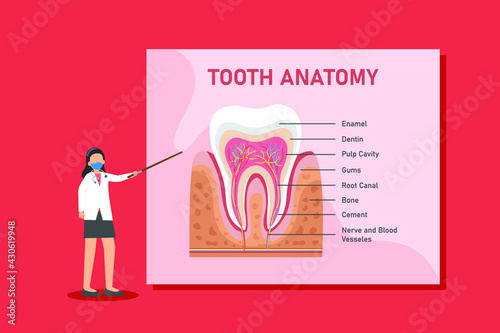 Tooth anatomy vector concept: Female doctor showing tooth anatomy while wearing face mask