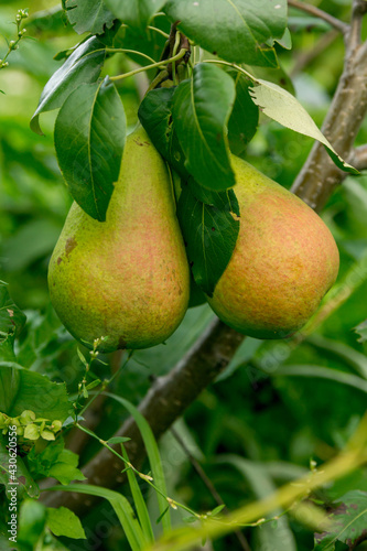 Ripe pears among the summer foliage