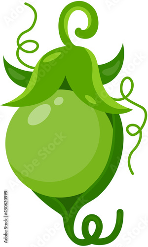 Fresh pea in a small pod
