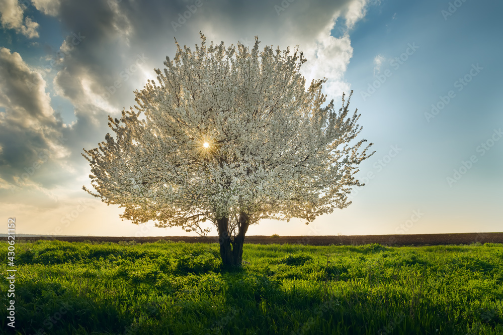 Obraz premium White flowering cherry tree in the middle in a green field at sunset.