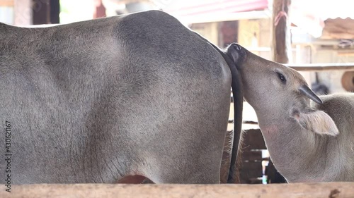 Two cows are standing in a stable.