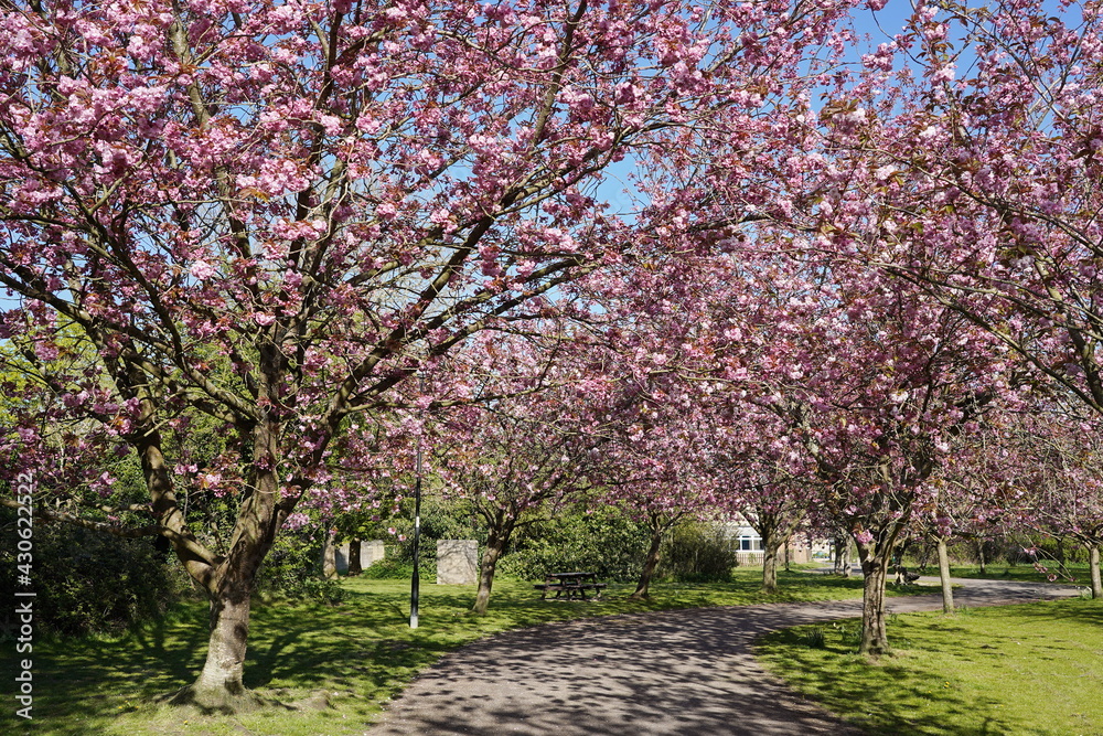 cherry blossom and winding path in a garden