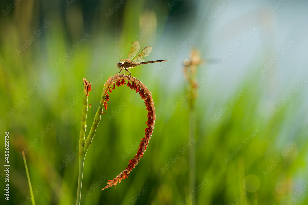 Dragonfly on a Pond Plantduring Sunset Dragonfly on a Pond Plantduring Sunset
