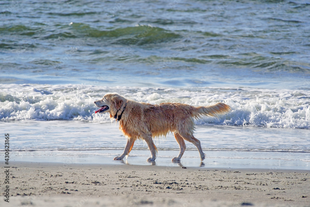 Golden Retriever on the Beach Golden Retriever on the Beach