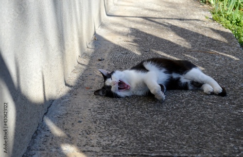 a black and white cat lies and yawns © oljasimovic