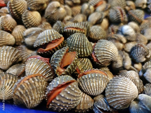 Pile of    fresh blood cockles for sale in the market.