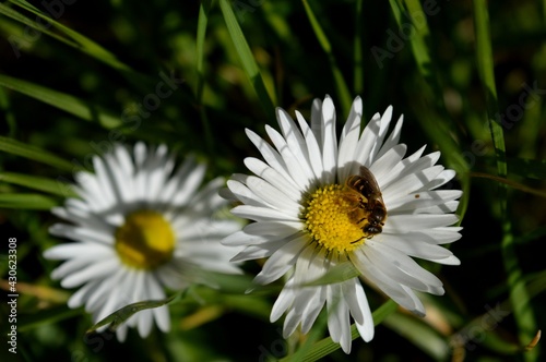a small beetle on a white flower