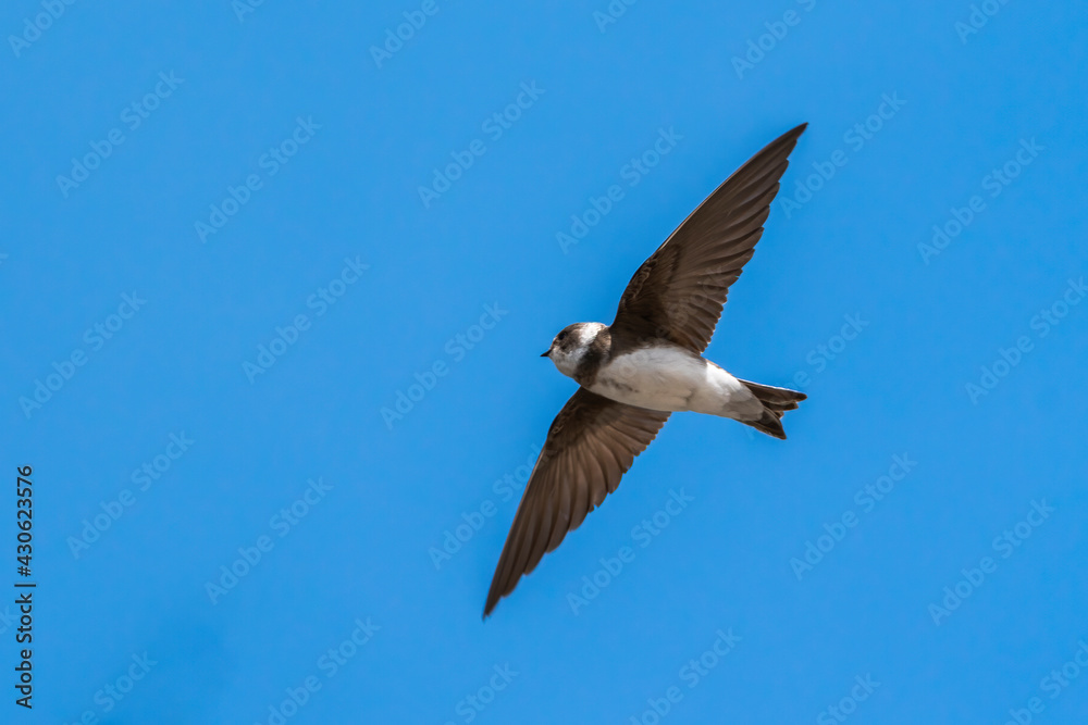 Obraz premium Sand Martin (Riparia riparia) in flight with a blue sky and copy space, a migrating bird that can be found flying in the UK in the spring from March or April and is known as the Bank Swallow