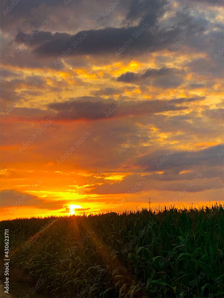 sunset in the field