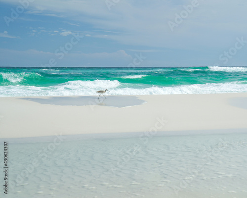 Fototapeta Naklejka Na Ścianę i Meble -  Coastal Bird in Navarre Beach, Florida. Paradise with white sand and turquoise water. 