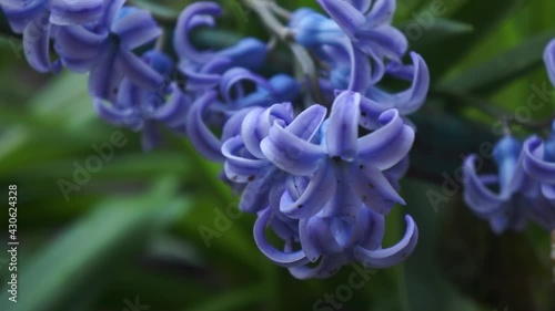 Blue hyacinth flowers in the garden