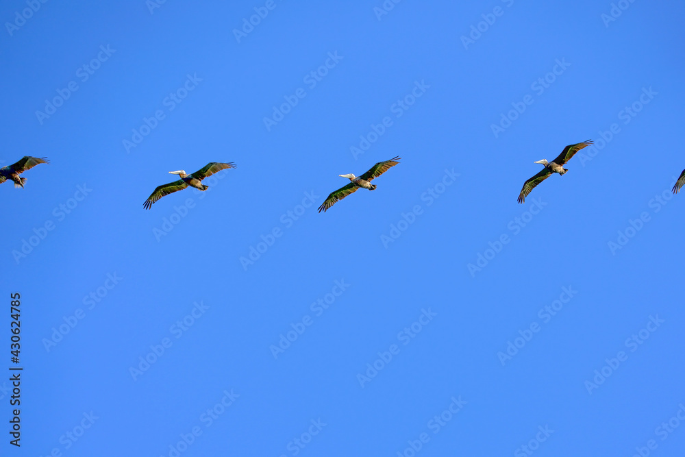 Pelicans flying over Hilton Head Island Beach , in South Carolina. Pelicans flying over Hilton Head Island Beach , in South Carolina.