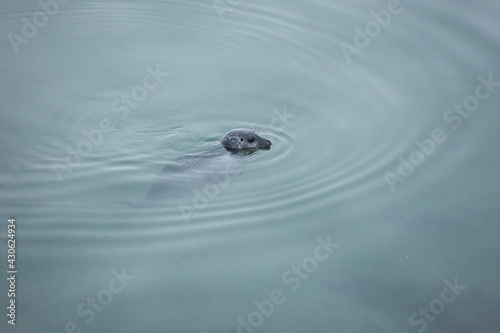 A seal swims in the water on the beach Ytri-Tunga in Iceland