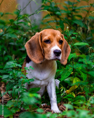 beagle puppy in the grass