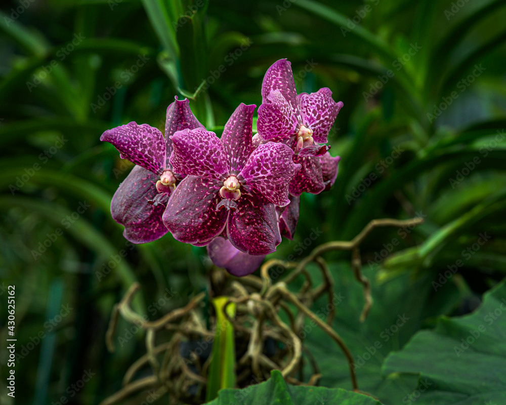 Orchids Orchids