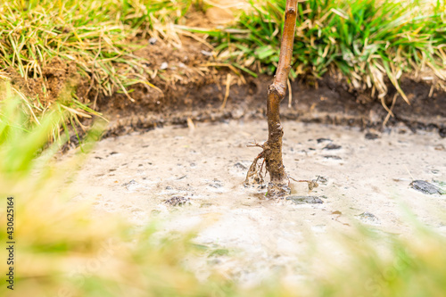 Freshly planted tree spilled with water close up