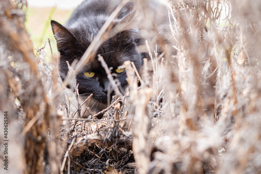 Black cat with bright yellow eyes sniffs dry grass in search of prey Black cat with bright yellow eyes sniffs dry grass in search of prey