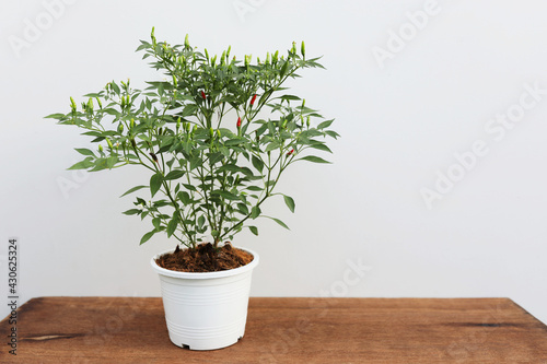 Hot chilli plant pot on brown wooden table