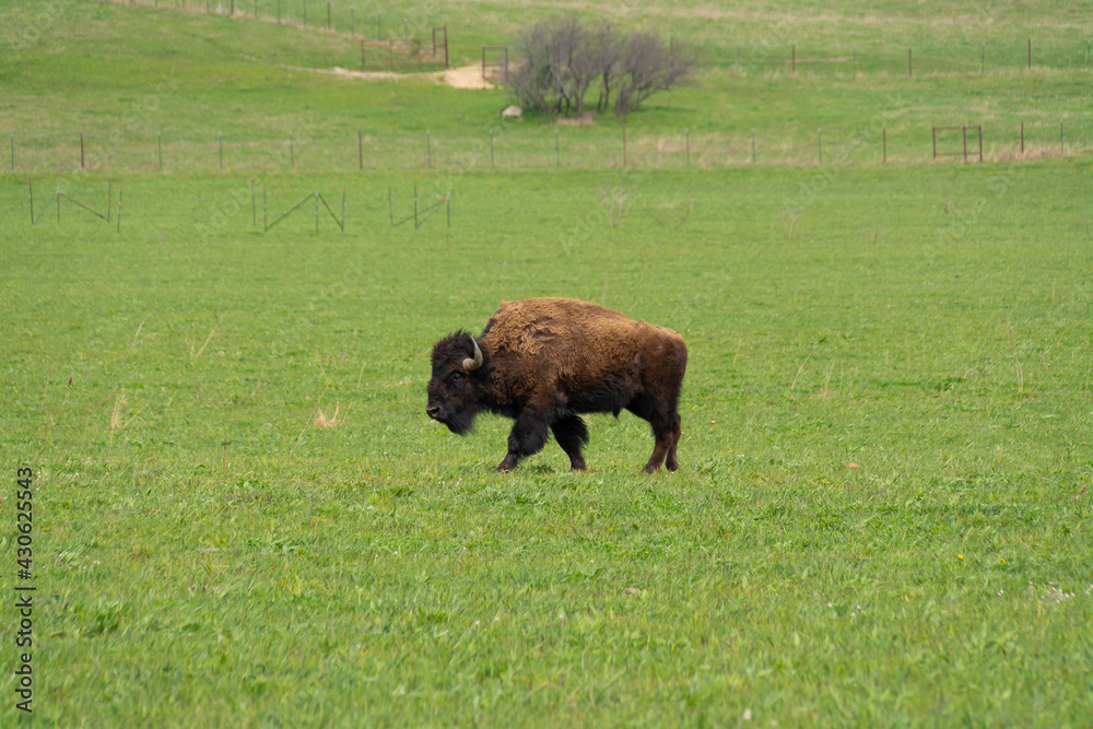 Buffalo in open field. Buffalo in open field.