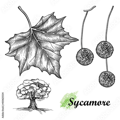 Hand drawn sketch of American sycamore or western plane leaf, fruit and tree in black isolated on white background. 