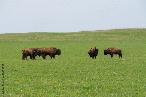 Buffalo in open field.