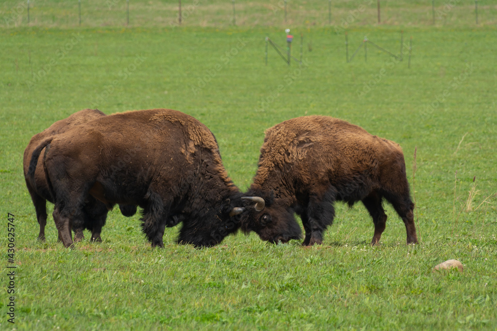 Buffalo in open field. Buffalo in open field.