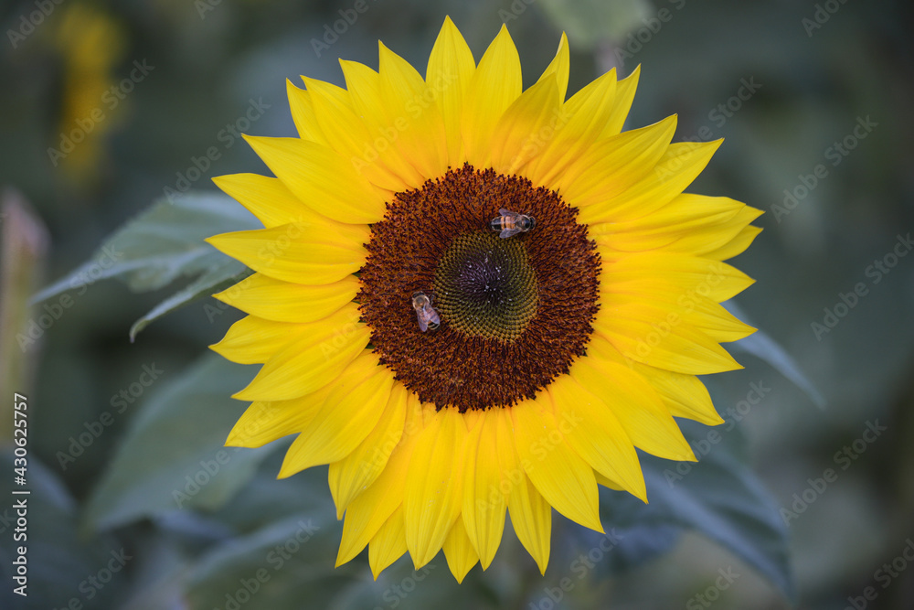 Fototapeta premium Sunflower and bees