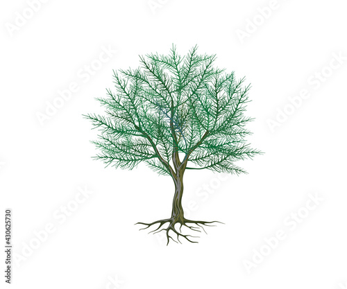 spruce tree vector illustrations photo