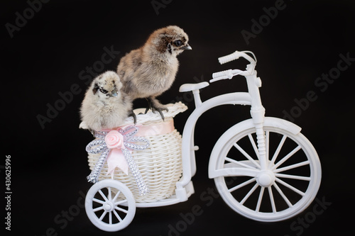 Chinese silk chicken
