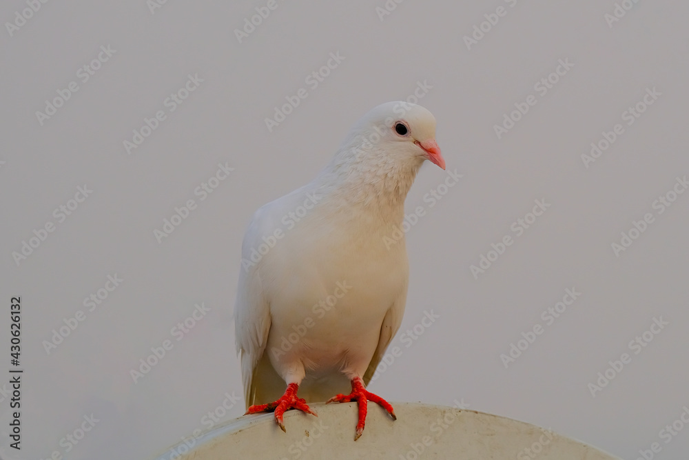 Obraz premium pigeon