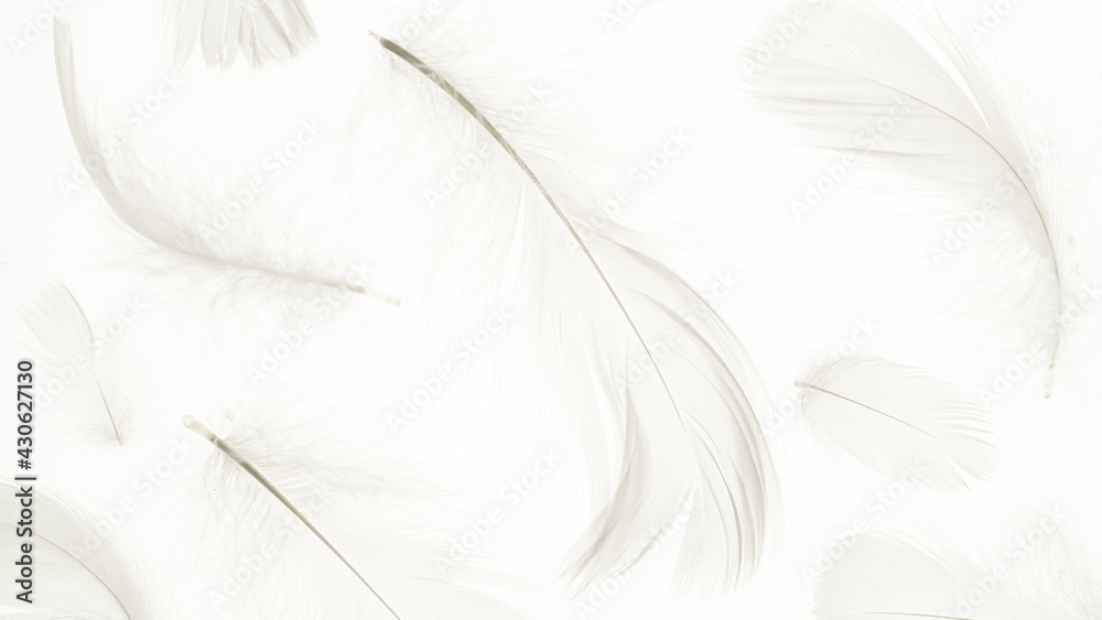 Feather pattern concept. Multicoloured pastel angel feather closeup texture on white background in macro photography, soft focus. Elegant expressive artistic image fragility of nature. Copy space.